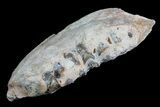 Oreodont Jaw Section With Teeth - South Dakota #81968-1